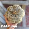 Crochet Pumpkins, Knit Pumpkins, Fall Decoration, Fall pumpkin decor, Chunky Pumpkin Decor - Image 7