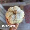 Crochet Pumpkins, Knit Pumpkins, Fall Decoration, Fall pumpkin decor, Chunky Pumpkin Decor - Image 8
